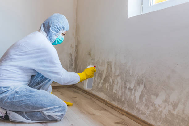 Licensed Basement Mold Removal service in Richland, MI - WQB Mold Removal