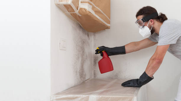 Professional Basement Mold Removal technician working in Richland, MI