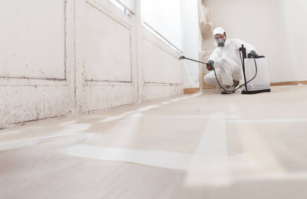 24/7 Emergency Basement Mold Removal experts in Richland, MI
