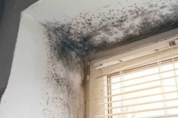 Affordable Basement Mold Removal solutions in Richland, MI