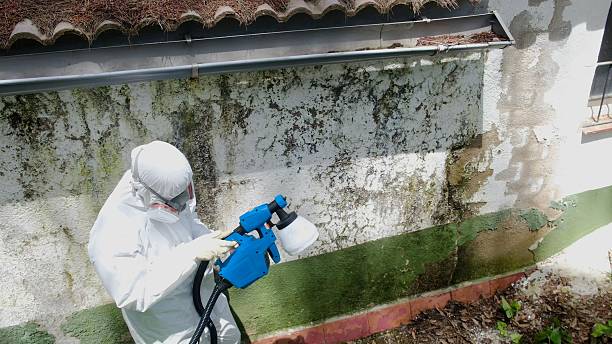 Top rated local Basement Mold Removal specialists in Richland, MI